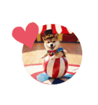 グレイティスト柴犬太マン（個別スタンプ：8）