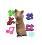 はーぼうと愉快な仲間たち（個別スタンプ：5）