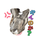 はーぼうと愉快な仲間たち（個別スタンプ：11）