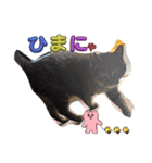 はーぼうと愉快な仲間たち（個別スタンプ：15）