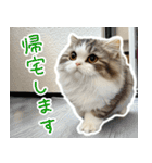 ITねこの仕事術～かわいいスタンプ集～（個別スタンプ：10）