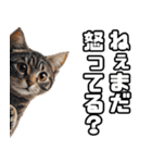 お願いする猫。（個別スタンプ：10）