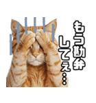 お願いする猫。（個別スタンプ：11）