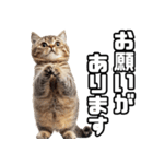 お願いする猫。（個別スタンプ：17）