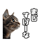 お願いする猫。（個別スタンプ：21）