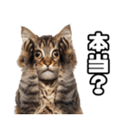 お願いする猫。（個別スタンプ：31）