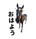 競走馬と騎手1 一年中使える＆年賀対応（個別スタンプ：21）