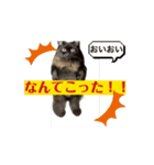 黒猫 ルナ院長160にゃんめ（個別スタンプ：1）