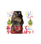 黒猫 ルナ院長160にゃんめ（個別スタンプ：8）