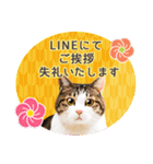 かわいい猫写真♪敬語で丁寧なお正月2025（個別スタンプ：13）