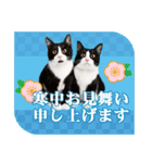 かわいい猫写真♪敬語で丁寧なお正月2025（個別スタンプ：20）