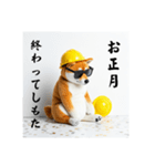 柴犬の現場仕事⭐年末年始酒まみれ（個別スタンプ：37）