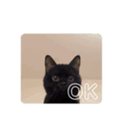 Black cat (GIF)（個別スタンプ：5）