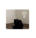 Black cat (GIF)（個別スタンプ：15）