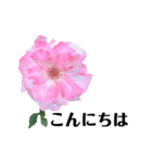 yasuおばさんの薔薇言葉R6（個別スタンプ：10）