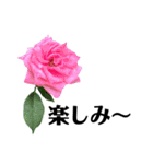 yasuおばさんの薔薇言葉R6（個別スタンプ：18）