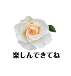 yasuおばさんの薔薇言葉R6（個別スタンプ：19）