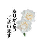 yasuおばさんの薔薇言葉R6（個別スタンプ：37）