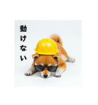 ぐでだる柴犬の現場仕事⭐年末年始（個別スタンプ：6）