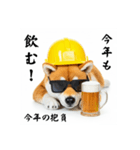 ぐでだる柴犬の現場仕事⭐年末年始（個別スタンプ：34）