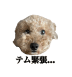 テムと茶々丸（個別スタンプ：5）