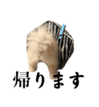 テムと茶々丸（個別スタンプ：14）