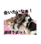 DearCat 2024（個別スタンプ：35）