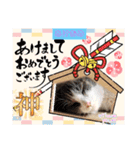あーちゃんの癒されるスタンプニャ（個別スタンプ：16）