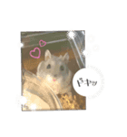 暴れ食いしん坊ハムスターやちる君3〜冬〜（個別スタンプ：5）