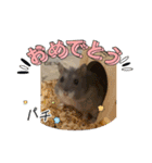 暴れ食いしん坊ハムスターやちる君3〜冬〜（個別スタンプ：7）