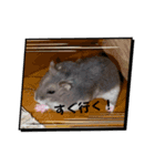 暴れ食いしん坊ハムスターやちる君3〜冬〜（個別スタンプ：8）