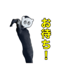 リアルミンク(ピンチョス)（個別スタンプ：4）