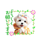 かわいいマルチーズの犬スタンプ（個別スタンプ：10）