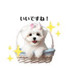 かわいいマルチーズの犬スタンプ（個別スタンプ：19）