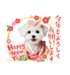 かわいいマルチーズの犬スタンプ（個別スタンプ：32）