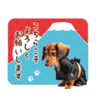 癒しダックスの毎年使える年賀状（再販）（個別スタンプ：11）