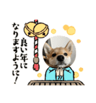 しばいぬいなりくん（個別スタンプ：1）