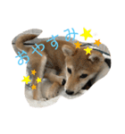 しばいぬいなりくん（個別スタンプ：3）
