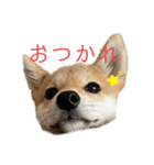 しばいぬいなりくん（個別スタンプ：9）