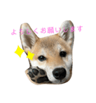 しばいぬいなりくん（個別スタンプ：12）
