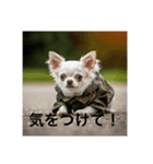 人間っぽいチワワさん2（個別スタンプ：1）