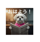 とても元気なシーズーさん（個別スタンプ：5）