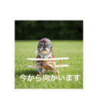 とても元気なシーズーさん（個別スタンプ：6）