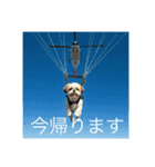 とても元気なシーズーさん（個別スタンプ：9）