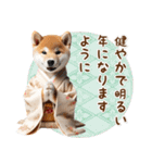 癒し柴犬の毎年使える年賀状（再販）（個別スタンプ：16）