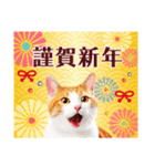 かわいい猫写真♪お正月・新年のご挨拶2025（個別スタンプ：1）