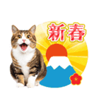 かわいい猫写真♪お正月・新年のご挨拶2025（個別スタンプ：4）