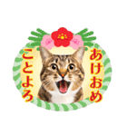 かわいい猫写真♪お正月・新年のご挨拶2025（個別スタンプ：6）