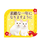 かわいい猫写真♪お正月・新年のご挨拶2025（個別スタンプ：7）