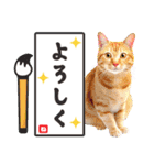 かわいい猫写真♪お正月・新年のご挨拶2025（個別スタンプ：11）